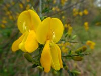 Cytisus scoparius 33, Brem, Saxifraga-Ed Stikvoort