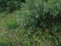 Cytisus scoparius 34, Brem, Saxifraga-Hans Boll