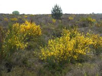 Cytisus scoparius 41, Brem, Saxifraga-Ed Stikvoort