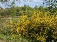 Cytisus scoparius 44, Brem, Saxifraga-Jan van der Straaten