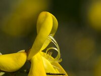 Brem  Common Broom (Cytisus scoparius) close-up; also known as Scotch broom : Growth, Summer, Summertimecose-up, closeup, close up, macro, yellow, flora, floral, flower, flowering, vascular, plant, color colour, colorful, colourful, vertical