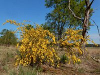 Cytisus scoparius 54, Brem, Saxifraga-Ed Stikvoort