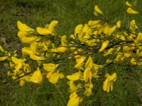 Cytisus scoparius 60, Brem, Saxifraga-Jan van der Straaten