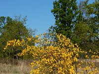 Cytisus scoparius 63, Brem, Saxifraga-Ed Stikvoort