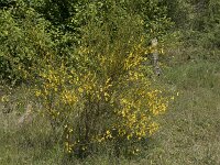 Cytisus scoparius 67, Brem, Saxifraga-Willem van Kruijsbergen