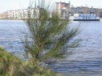 Cytisus scoparius 7, Brem, Saxifraga-Peter Meininger