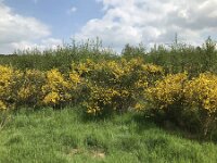 Cytisus scoparius 74, Brem, Saxifraga-Jan van der Straaten
