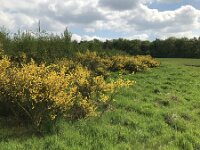 Cytisus scoparius 75, Brem, Saxifraga-Jan van der Straaten