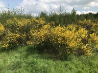 Cytisus scoparius 76, Brem, Saxifraga-Jan van der Straaten