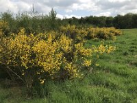 Cytisus scoparius 77, Brem, Saxifraga-Jan van der Straaten
