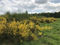 Cytisus scoparius 78, Brem, Saxifraga-Jan van der Straaten