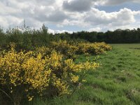Cytisus scoparius 79, Brem, Saxifraga-Jan van der Straaten