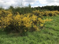 Cytisus scoparius 80, Brem, Saxifraga-Jan van der Straaten
