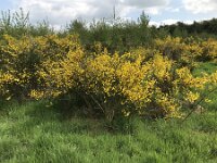 Cytisus scoparius 81, Brem, Saxifraga-Jan van der Straaten