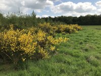 Cytisus scoparius 82, Brem, Saxifraga-Jan van der Straaten