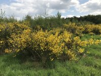Cytisus scoparius 83, Brem, Saxifraga-Jan van der Straaten