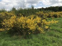 Cytisus scoparius 84, Brem, Saxifraga-Jan van der Straaten
