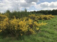 Cytisus scoparius 85, Brem, Saxifraga-Jan van der Straaten