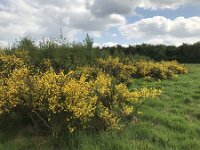 Cytisus scoparius 86, Brem, Saxifraga-Jan van der Straaten