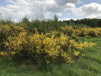 Cytisus scoparius 87, Brem, Saxifraga-Jan van der Straaten