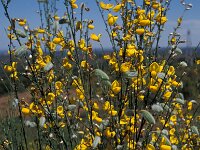 Cytisus striatus 2, Saxifraga-Piet Zomerdijk