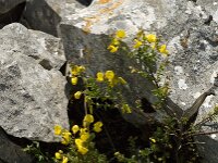 Cytisus triflorus