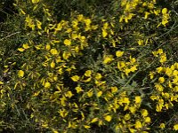 Cytisus triflorus 2, Saxifraga-Jan van der Straaten