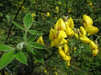 Cytisus villosus