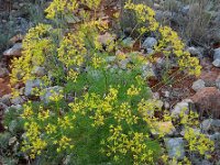 Cachrys sicula 11, Saxifraga-Ed Stikvoort