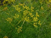 Cachrys sicula 2, Saxifraga-Ed Stikvoort