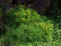 Cachrys sicula 3, Saxifraga-Ed Stikvoort