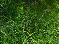 Cachrys sicula 4, Saxifraga-Ed Stikvoort