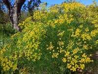 Cachrys sicula 5, Saxifraga-Ed Stikvoort