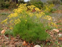 Cachrys sicula 9, Saxifraga-Ed Stikvoort