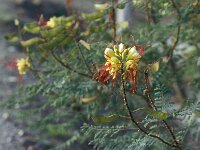 Caesalpinia pulcherrima