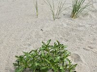 European searocket  (Cakile maritima) growing on sandy beach  European searocket  (Cakile maritima) growing on sandy beach : European searocket, searocket, Cakile maritima, growing, green, leaf, leaves, summer, summertime, spring, springtime, sand, sandy, Westenschouwen, Burgh-Haamstede, Schouwen Duiveland, Zeeland, Holland, Netherlands, Dutch, Europe, European, nature, natural, rural, landscape, rural landscape, rural scene, non-urban landscape, non-urban scene, outside, outdoor, outdoors, beach, no people, nobody