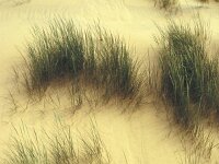 Calamagrostis arenaria, European Marram Grass