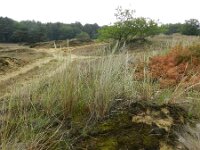 Calamagrostis arenaria 10, Helm, Saxifraga-Rutger Barendse