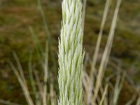 Calamagrostis arenaria 11, Helm, Saxifraga-Rutger Barendse