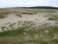 Calamagrostis arenaria 12, Helm, Saxifraga-Hans Boll