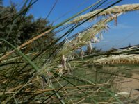 Calamagrostis arenaria 16, Helm, Saxifraga-Ed Stikvoort