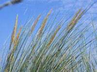Calamagrostis arenaria 2, Helm, Saxifraga-Piet Zomerdijk