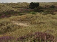 Calamagrostis arenaria 20, Helm, Saxifraga-Hans Boll