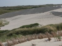 Calamagrostis arenaria 22, Helm, Saxifraga-Hans Boll