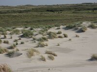 Calamagrostis arenaria 24, Helm, Saxifraga-Hans Boll