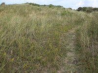 Calamagrostis arenaria 28, Helm, Saxifraga-Hans Boll