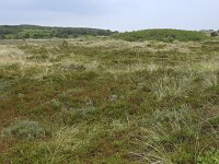 Calamagrostis arenaria 29, Helm, Saxifraga-Hans Boll