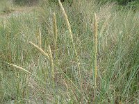 Calamagrostis arenaria 30, Helm, Saxifraga-Rutger Barendse