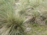 Calamagrostis arenaria 33, Helm, Saxifraga-Willem van Kruijsbergen