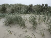 Calamagrostis arenaria 34, Helm, Saxifraga-Willem van Kruijsbergen